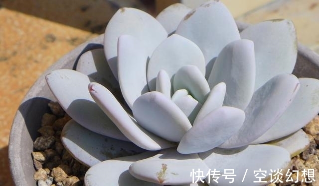 3款“爱哭”的多肉植物,名字很凄美,出了状态确让人很陶醉