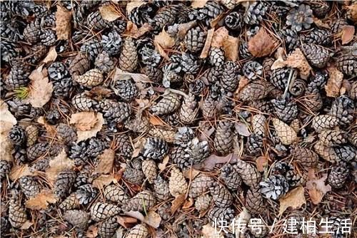 山上的“这东西”，捡回来养护君子兰，轻松解决土壤板结问题！