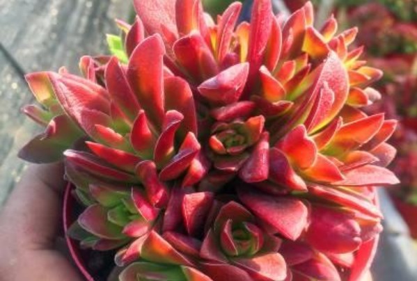 以下几种多肉最容易爆盆,想养死都难,轻松成为多肉大户!