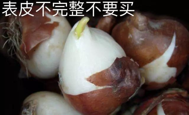 仙客来|想要养好球根花卉,这4点要注意,赶紧学起来,每年都可以开花