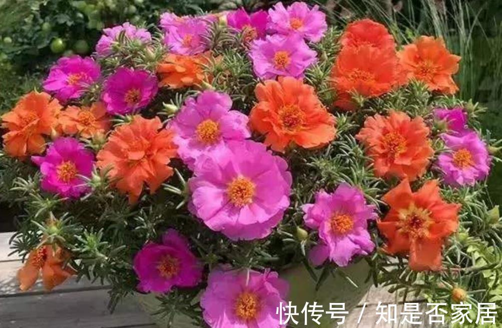 长春花|6种“小草花”,满院子疯长开花,不怕高温,不怕脚踏,折腾不死