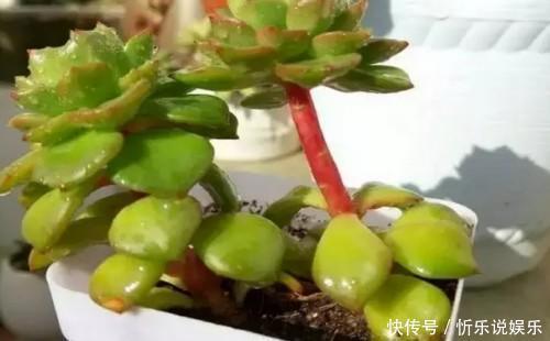 秋丽|多肉原来还能这么玩，嫁接方法很简单，轻松爆盆还好看！