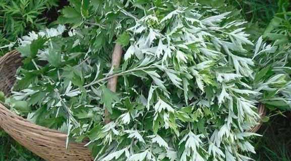 天然“泡脚药”被找到，水中加一点温经更通络，养生效果“赞”！