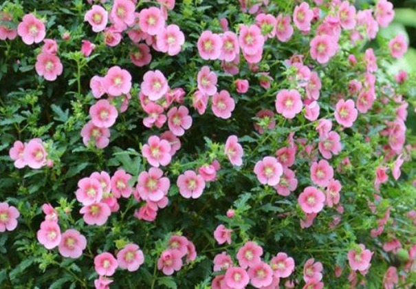 养花就养个花期长的，花大色艳，花朵烂漫迷人，美爆了