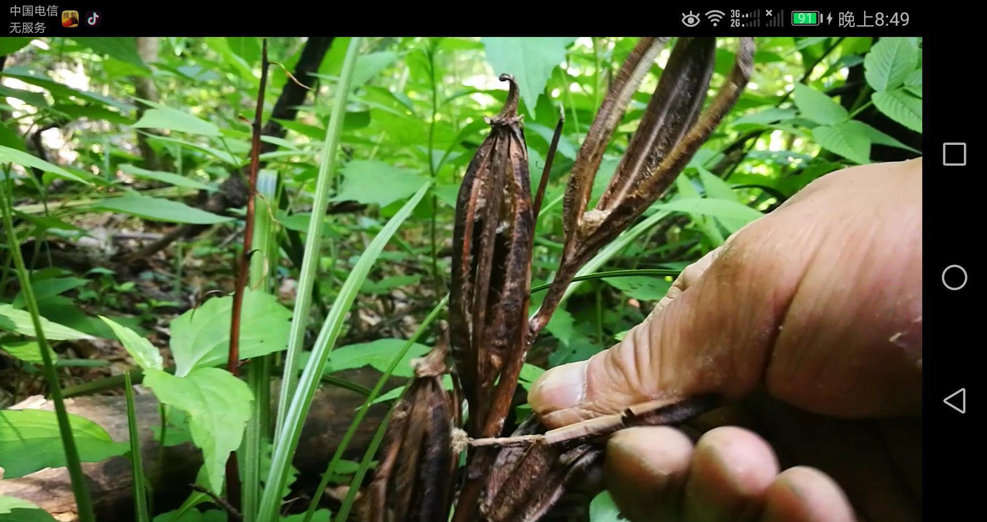 兰花|兰花龙根苗是个什么鬼为什么那么多人想谋一棵龙根,其实不稀奇