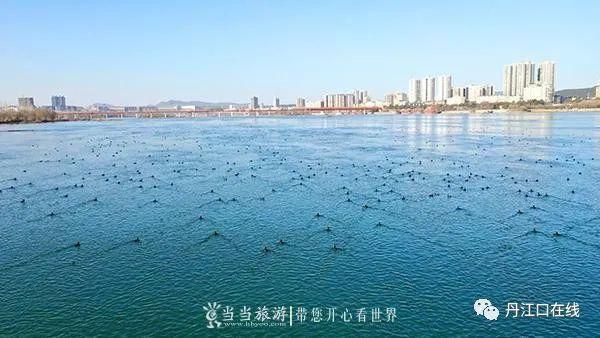 丹江口水库坝下湿地成了候鸟越冬“乐园”