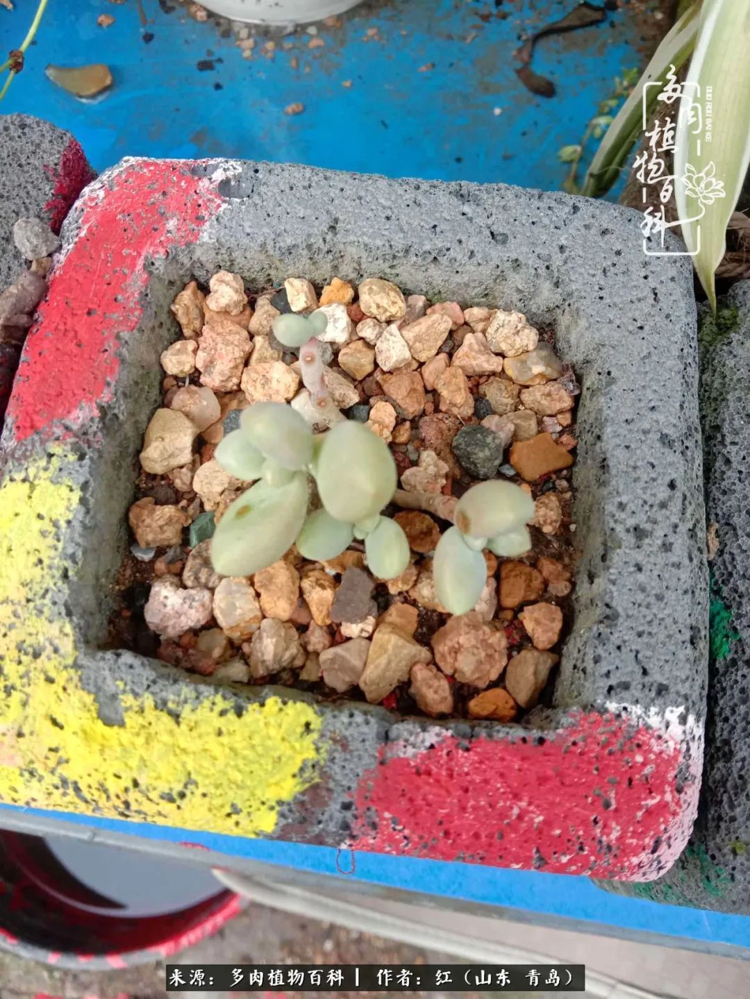 多肉度个夏,回到解放前!曾经有多美,现在就有多丑!