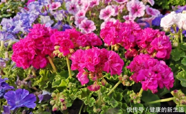 5种花最省心,皮实、好养、漂亮,基本上全年都在开花!