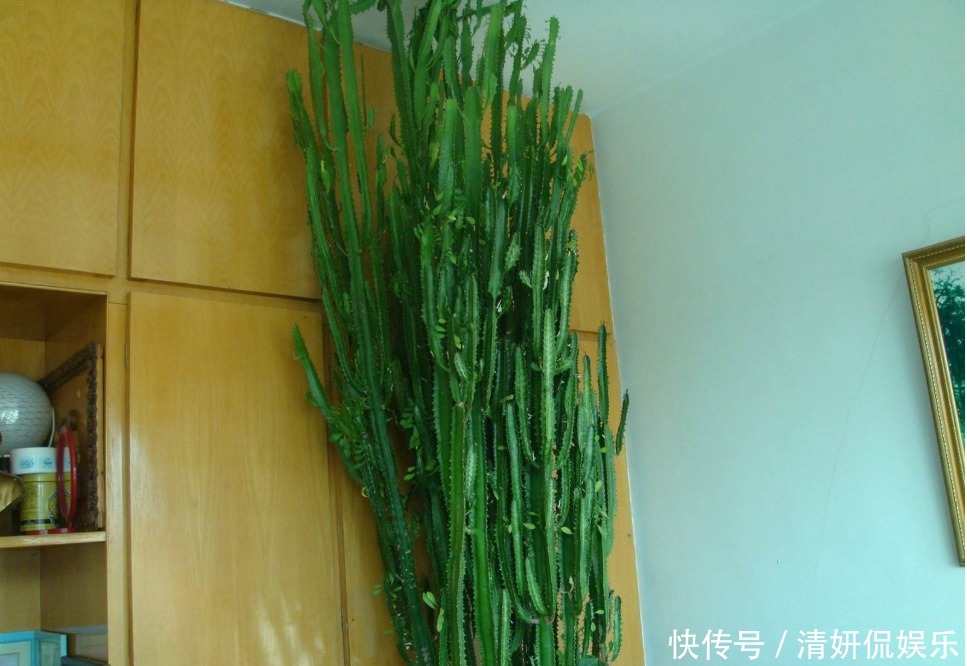 老人常说的“镇宅花”，客厅放一盆全年走运，还能招财进宝