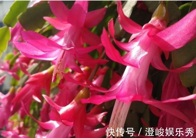 花友们|4种花养在家里，一整年都有好运气，养在家里能开一春夏！