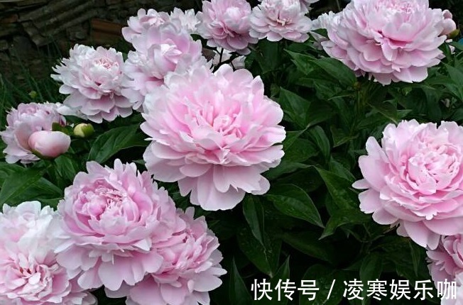 生肖|夫妻是以下三对生肖组合的,吵不散情谊,分不开的幸福