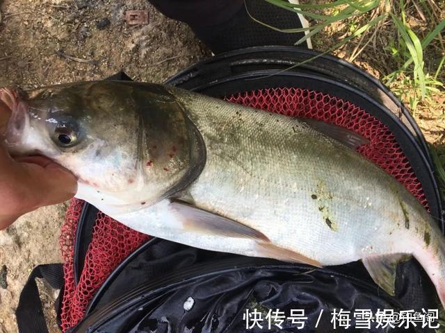 文章|学钓鲢鳙从这篇文章开始,调漂、开饵、抓口都给你讲明白