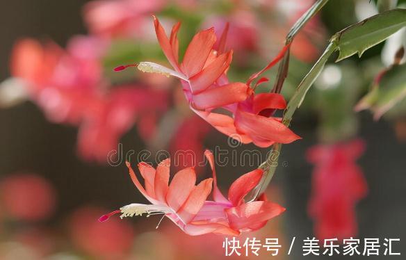 温度低,18种花要“干养”,浇水多很容易冻伤,难养活