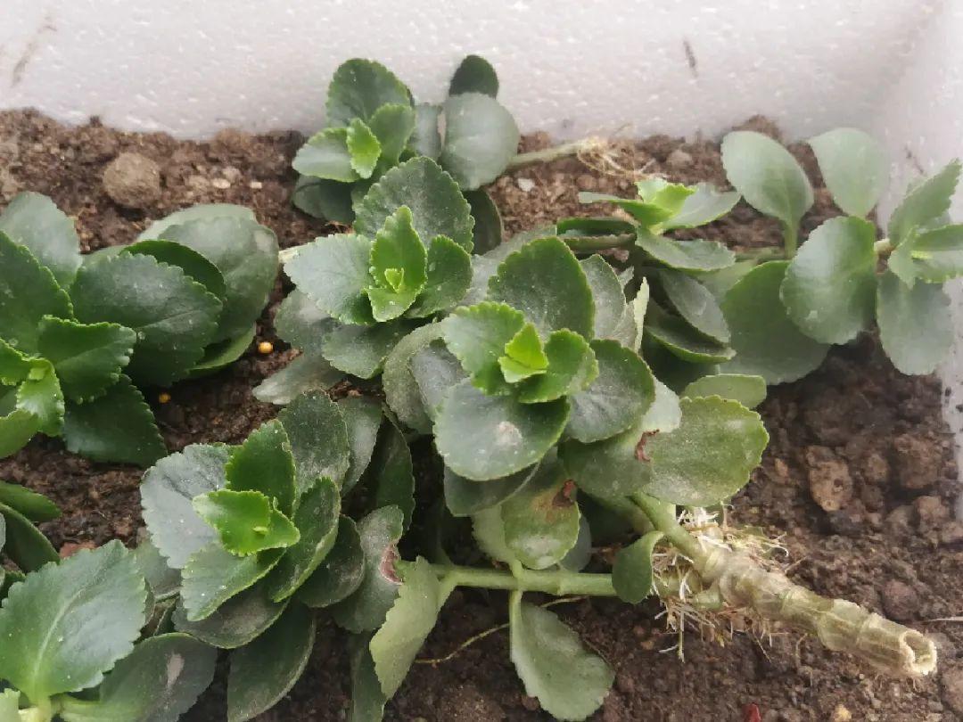 茉莉花扦插有机关，砍这一段枝条，插土里3天就活！