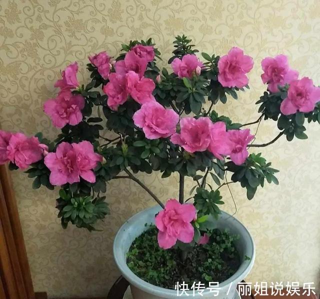 养花别“跟风”,这3种花好看难养活,建议新手绕道