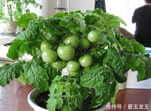 厉害！在家阳台也能种蔬菜盆栽，绿色环保，家里人都爱吃！