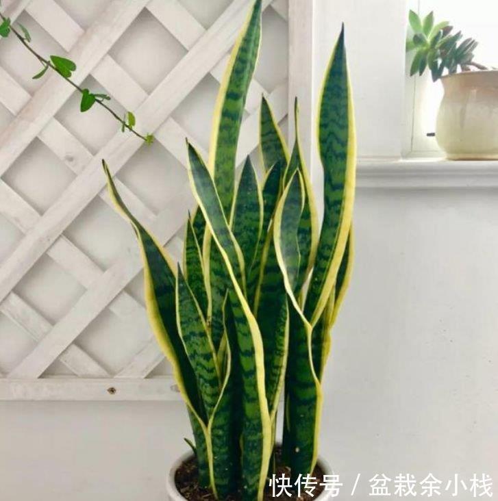 3种花养家里,人养花,花也养人,空气清香去异味,漂亮好养