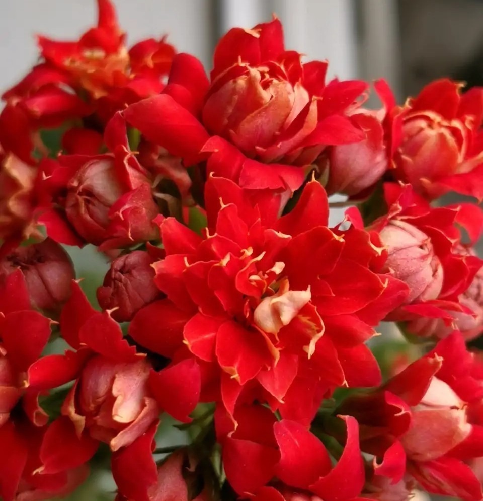 75个长寿花品种，一个比一个美，一起来认识一下吧！