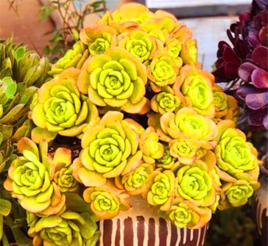 香香的百合茉莉都是这么养的，颜色美香气浓，人称多肉香水之王