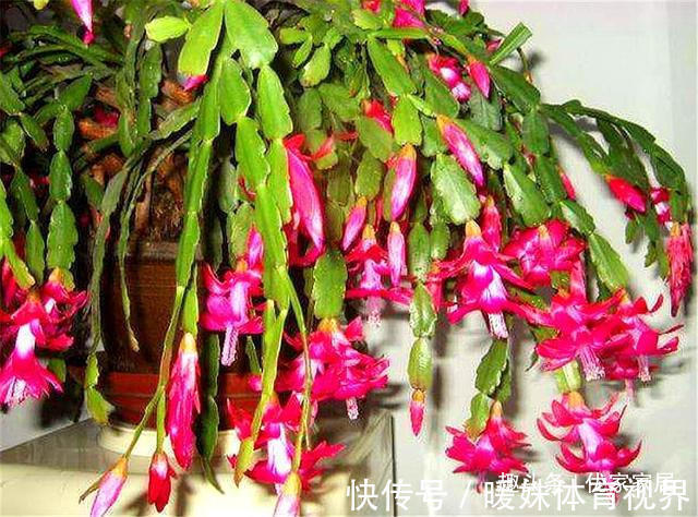 蟹爪兰叶子少不开花怎么办?3个“技巧”,蹭蹭长,开花开爆盆
