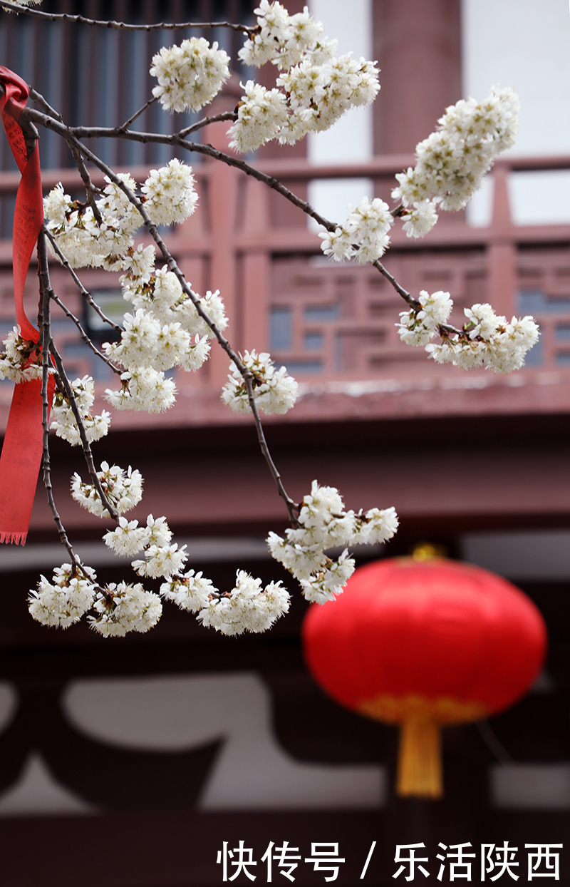 中年|百花争春时节，在西安，这些浪漫的事情一安排 ，想怎么嗨都行