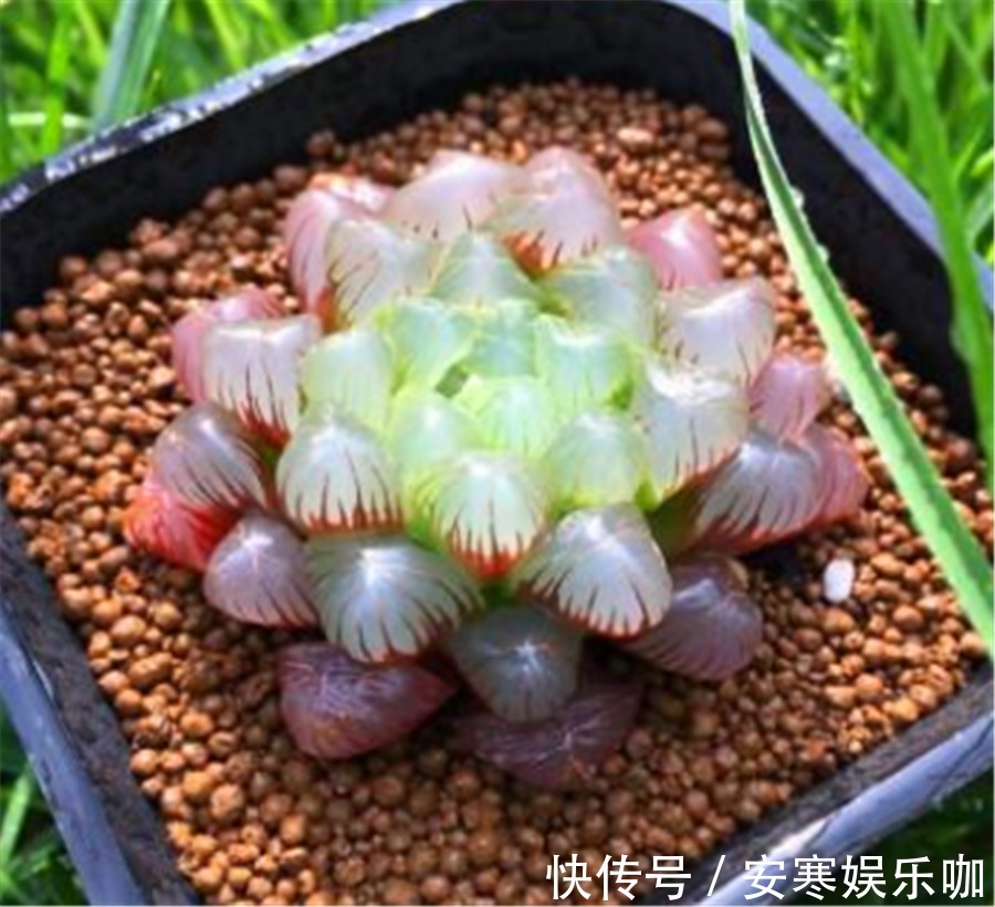 5种不喜欢阳光的多肉,晒多了就变丑,有1种价值20万