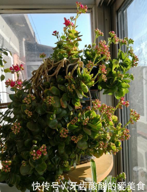 养花达人:38年前,掏家底儿买的2盆花,1盆被偷,1盆传给孙子