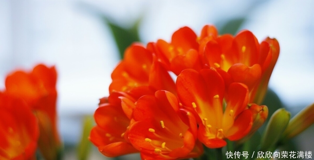 老大爷养君子兰,整整10年,仅靠4种窍门,从幼苗养成富贵花