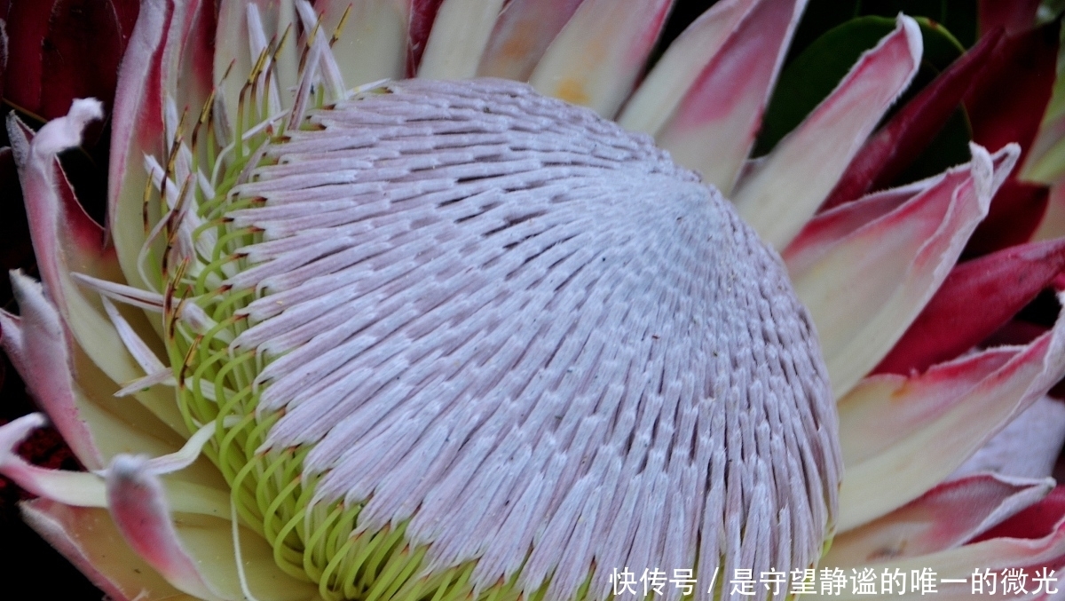 家里养盆帝王花,大气华丽,寓意事业蒸蒸日上,富贵吉祥