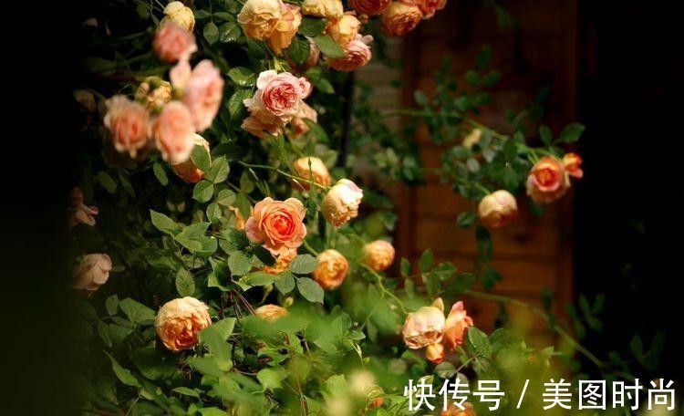 小院|荒废多年的80㎡小院,2年半时间打造成下沉式花园,太漂亮了!