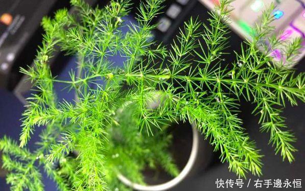 养花换下的土壤这样操作,就能无限循环