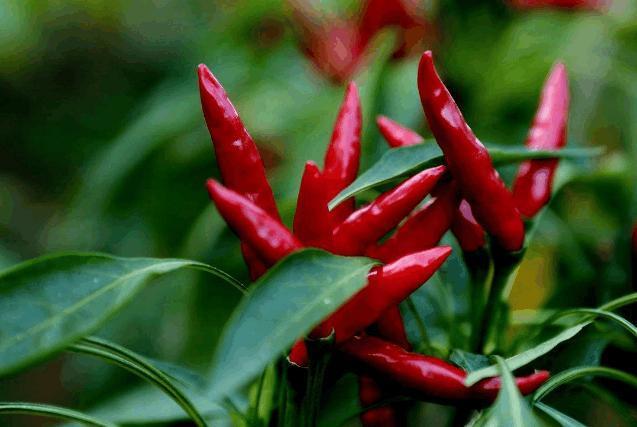 好看又能吃的辣椒，在阳台盆栽一颗吧，每次都能结果很多