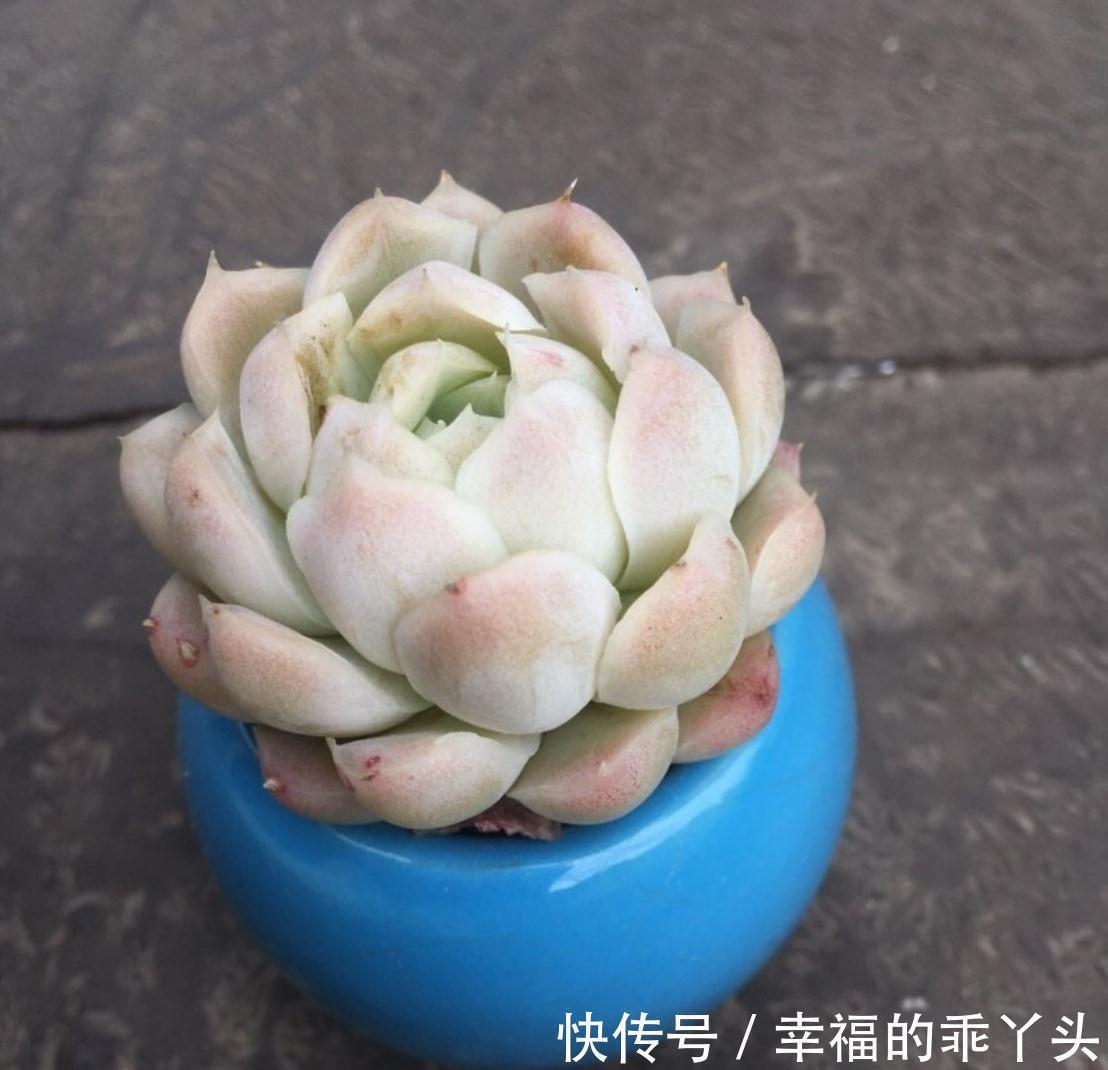 多肉掉叶子的原因，新手要注意