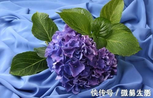 三角梅|都说养花容易上瘾,尤其是这4种花,不信养几盆就知道了