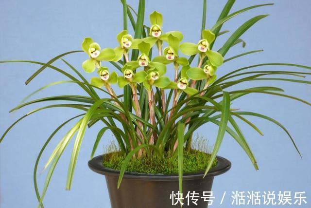 偏施|兰花病歪歪的不开花3点做不足,养成“吊兰”,难开花