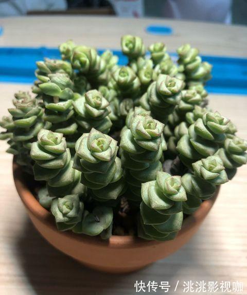 多肉钱串底叶干,避开此“误区”,养出串串“小铜钱”,美美哒