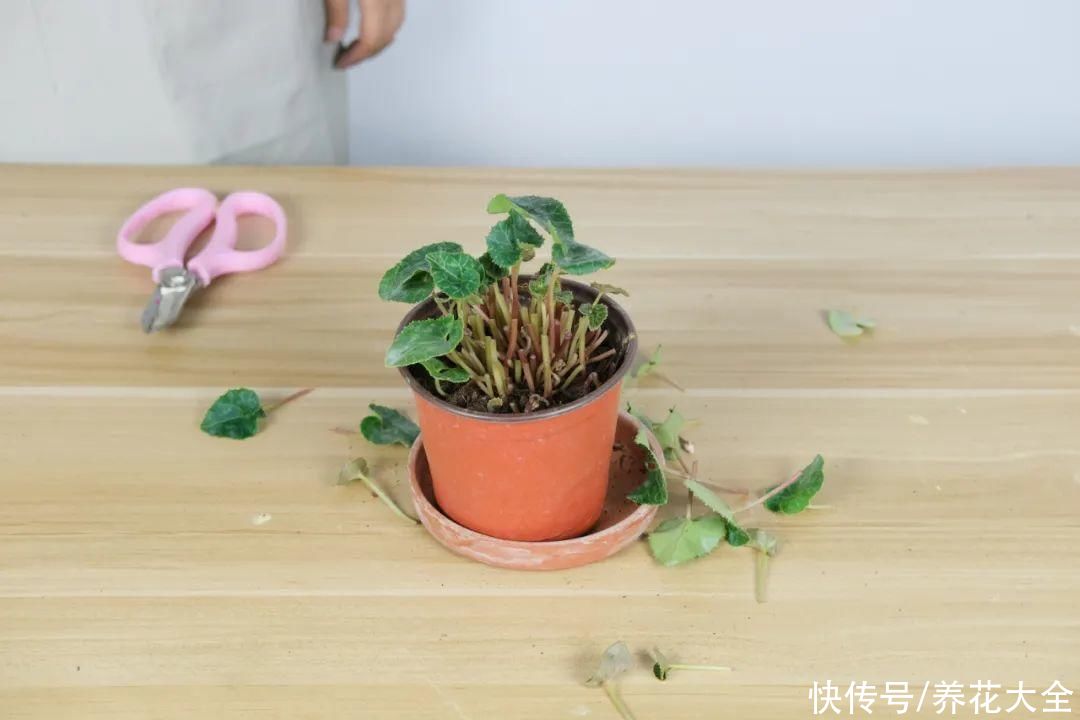 天热了，8种花要休眠，要少浇水