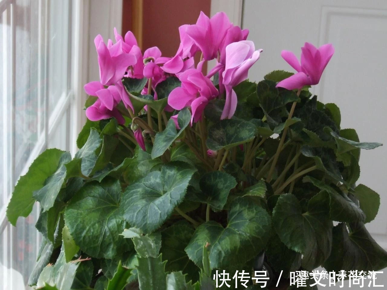 10种适合在秋季购买的盆栽花卉,提前买好,冬春时节持续有花开