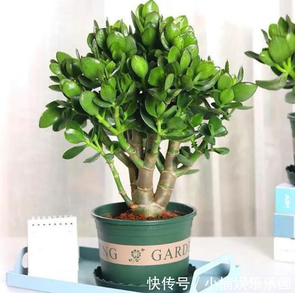 容易被水浇死的“14种花”，手太勤反而养不活