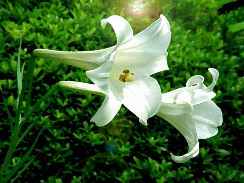 办公室不宜养的“五种”花!香气扑鼻里藏着“大秘密”