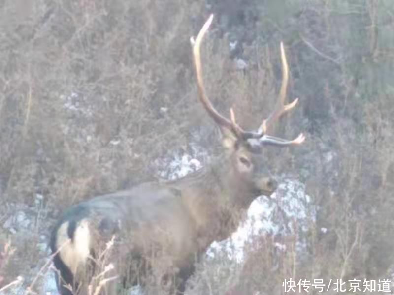 青海|祁连山频现雪豹、豹猫身影，青海牧民将搬出国家公园核心区