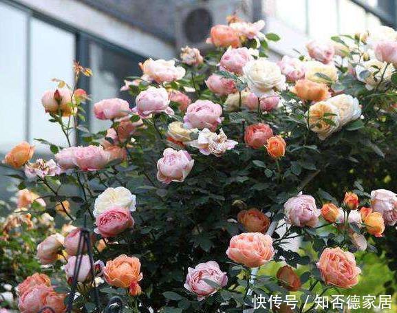 这五种花儿，一个枝条就能种，爬藤爬满墙，开花又多又漂亮