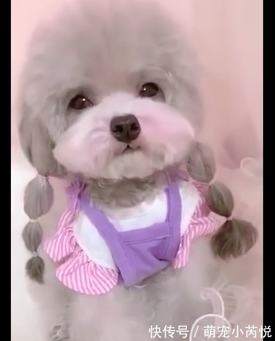 腮红|狗狗穿裙子扎辫子涂腮红,好像是一位小姑娘,长得也太好看了吧!