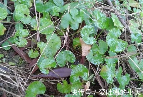 菜田里很常见,但请别当杂草除掉,价值十分的高,用来炖肉是一绝