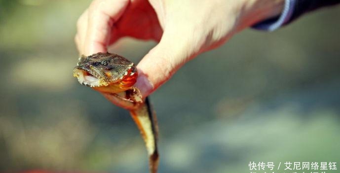 御赐|它曾被皇帝御赐“第一名鱼”,体重不过二两,如今200元一条