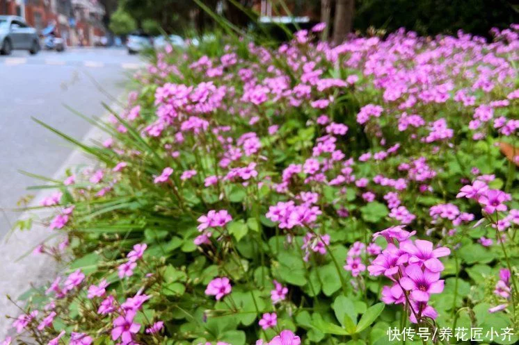 天下风物——《10种“流氓花”，养它的都“后悔”了，一棵就泛滥，铲都铲不完》风光题照