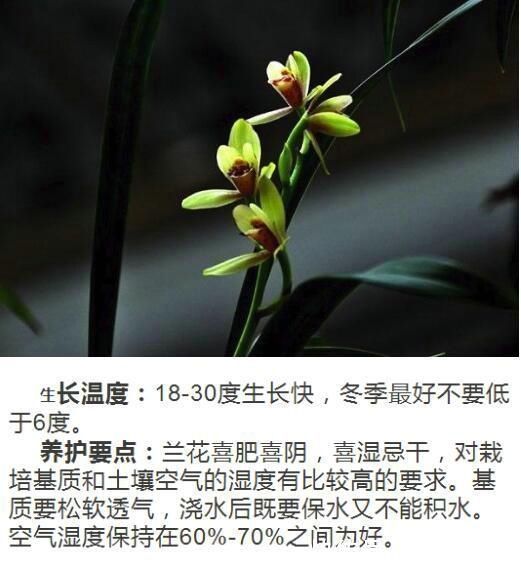网纹草|什么人养什么花，对号入座，看看你养对了吗？