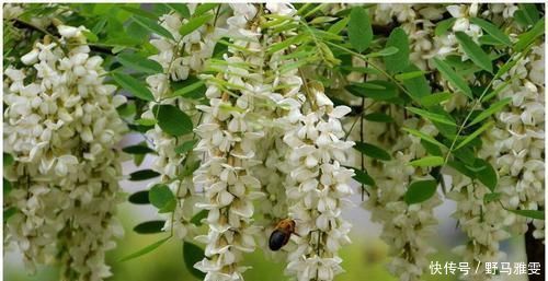 桂圆|会吃的人才长寿,常吃以下食物,补血养颜,延缓衰老,有益健康
