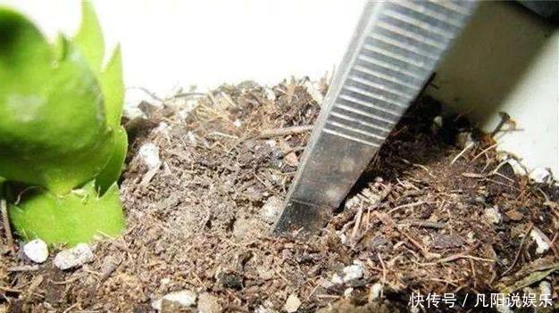 扦插“蟹爪兰”，生根后快“挪窝”，挪一棵爆一盆