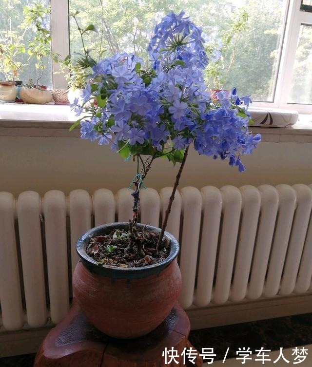 养花要“舍得剪”，把这6种花卉剪成“光杆子”，开花变成棒棒糖！